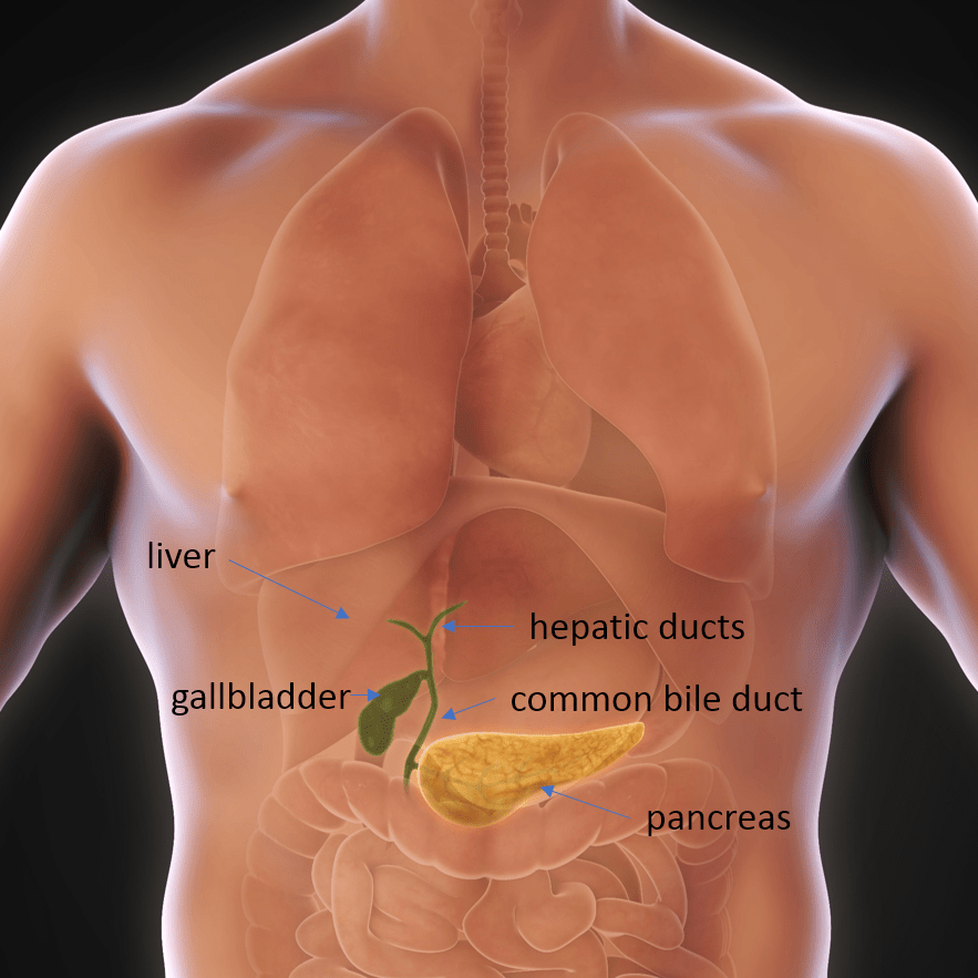 Laparoscopic Cholecystectomy